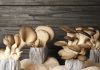 growing mushrooms