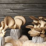 naluda-growing-mushrooms