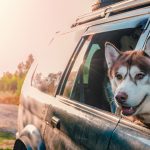 naluda-dog-traveling-huskie